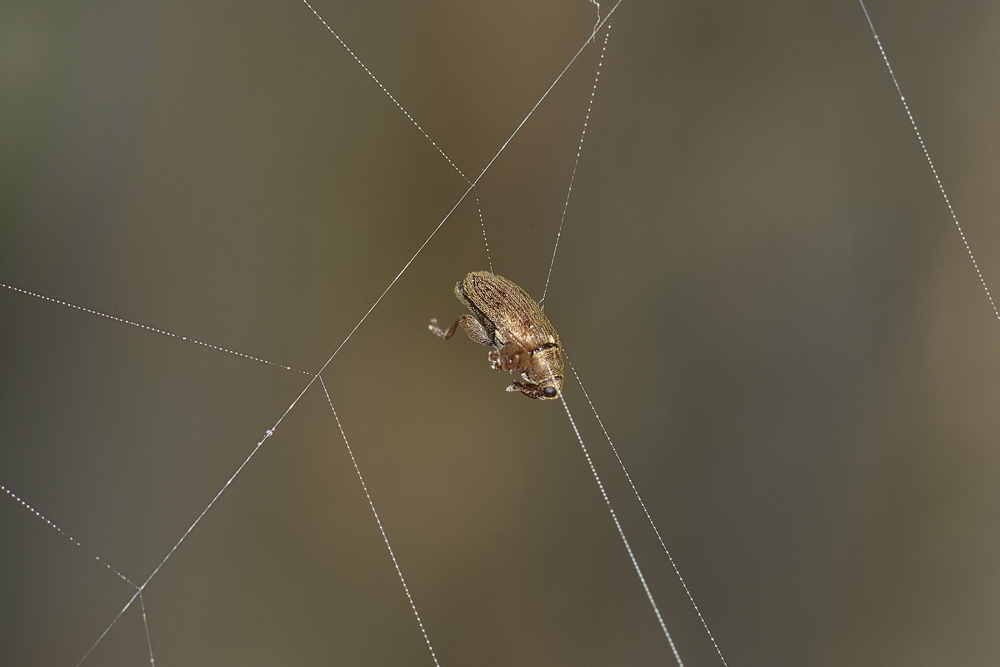 Orchestes testaceus, Curculionidae